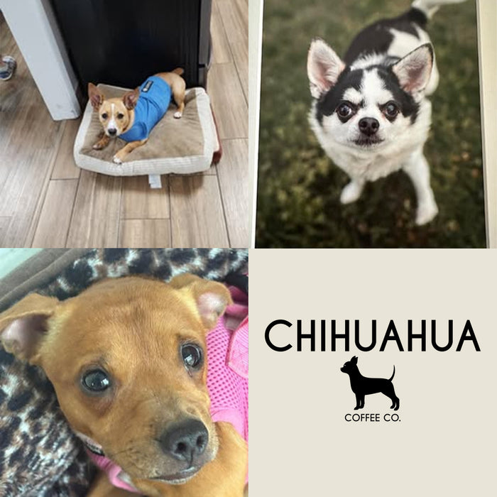Meet Our Dogs of the Month — August