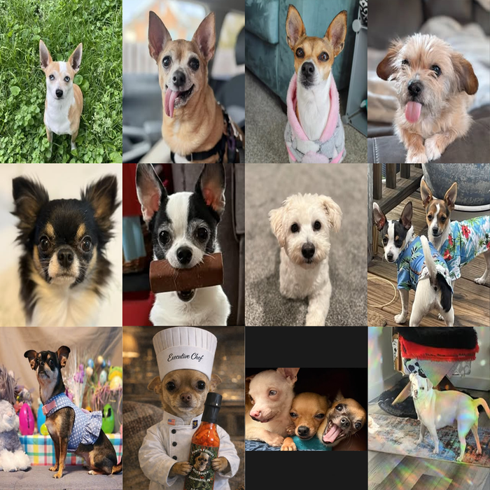 Meet Our Dogs of the Month — April