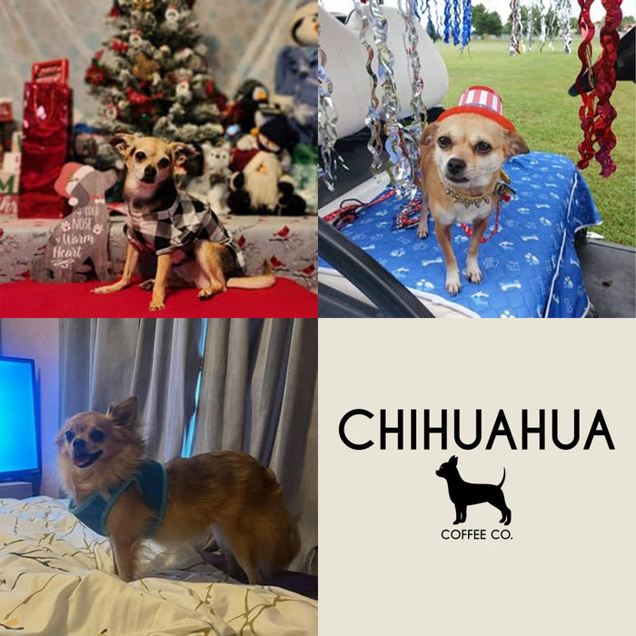 Meet Our Dogs of the Month — November