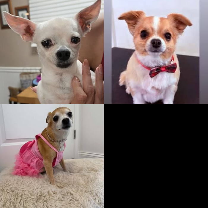 Meet Our Dogs of the Month — September 2026