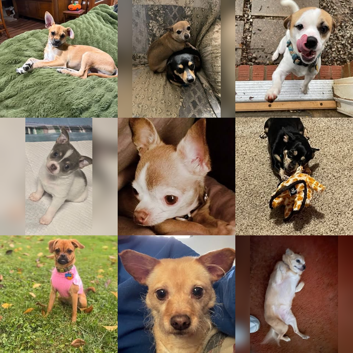 Meet Our Dogs of the Month — November 2026