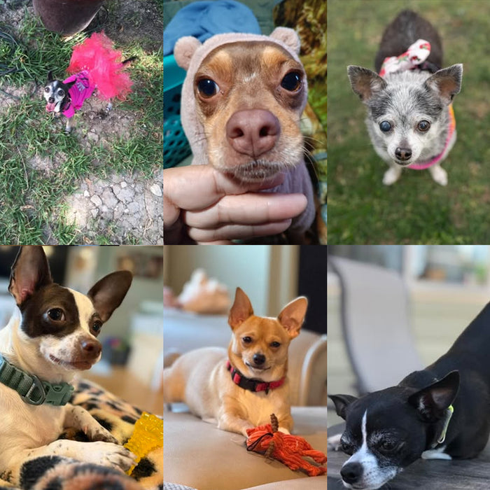 Meet Our Dogs of the Month — July