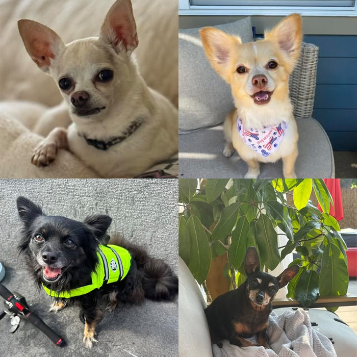 Meet Our Dogs of the Month — September