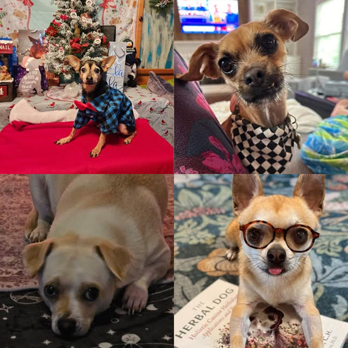 Meet Our Dogs of the Month — January/February
